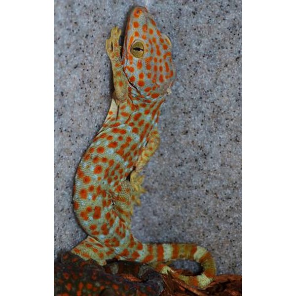 Leopard gecko with bright orange spots on pale body clinging to a gray rocky surface.
