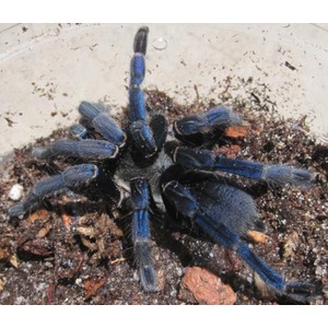 Blue-legged tarantula on dark soil with scattered leaves and debris.