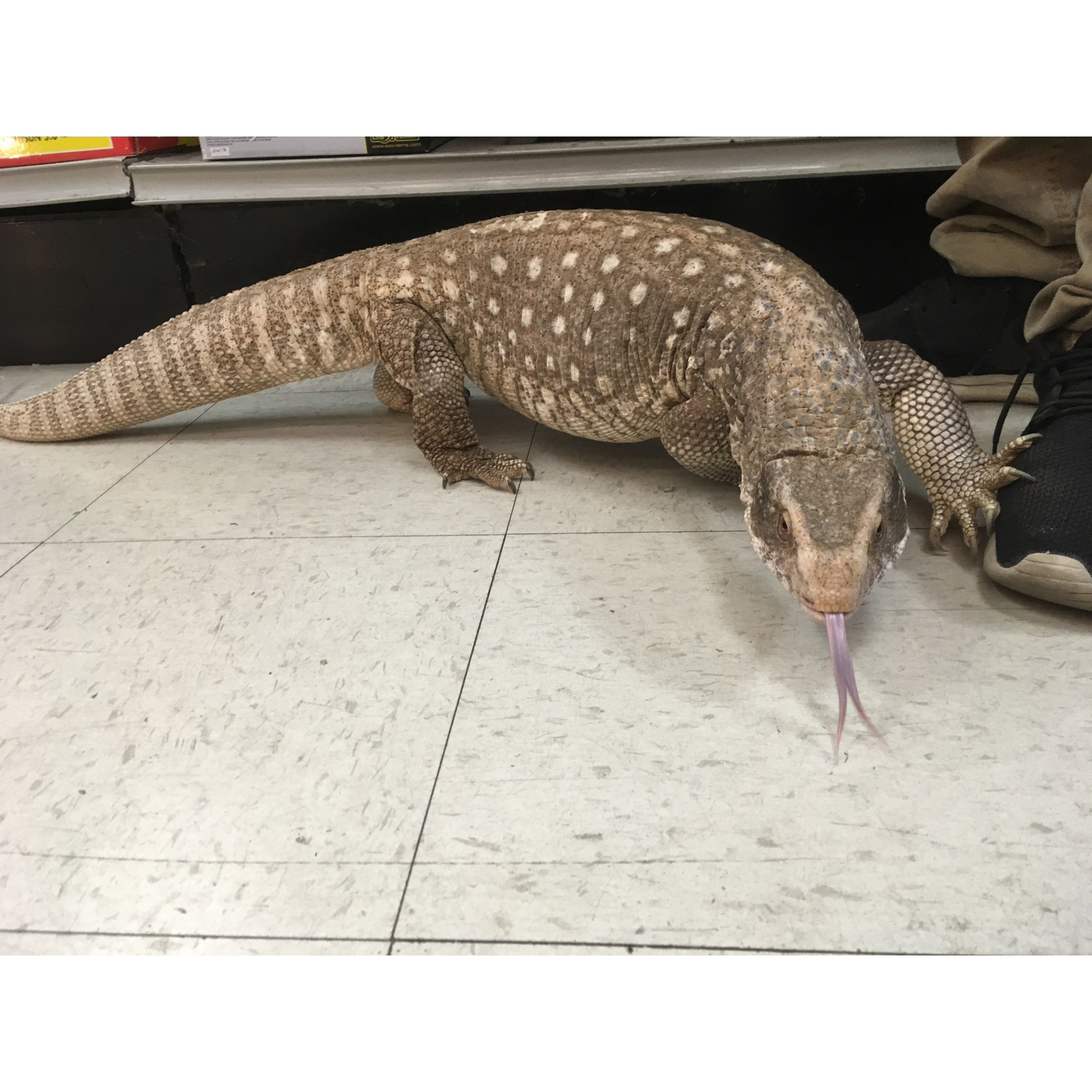 Large spotted lizard on a store floor, tongue extended, tail curling behind, near shelves.