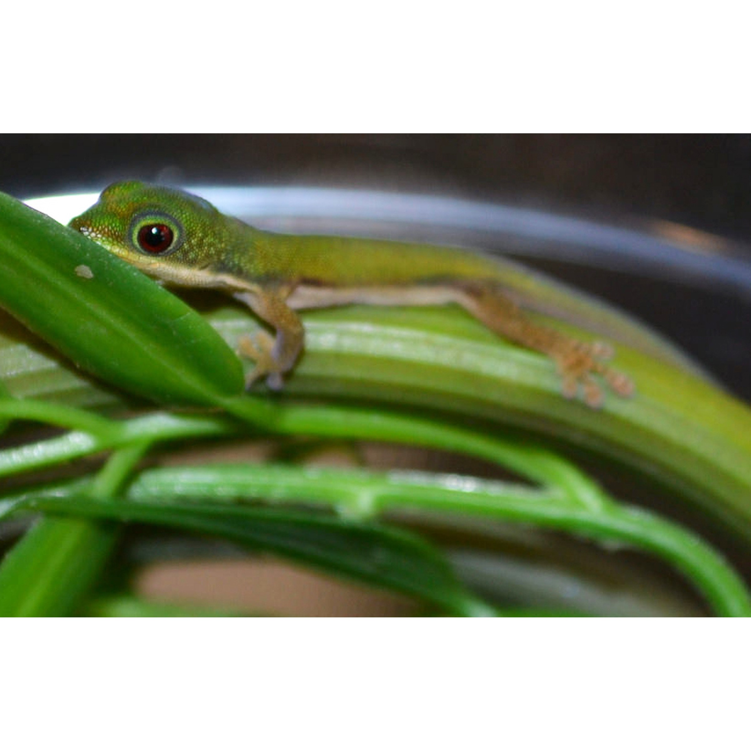 Small green frog with a red eye perched on a leafy stem among green leaves.