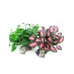 Two small potted plants, one with solid green leaves and the other with pink-rose variegated leaves, on a white background.