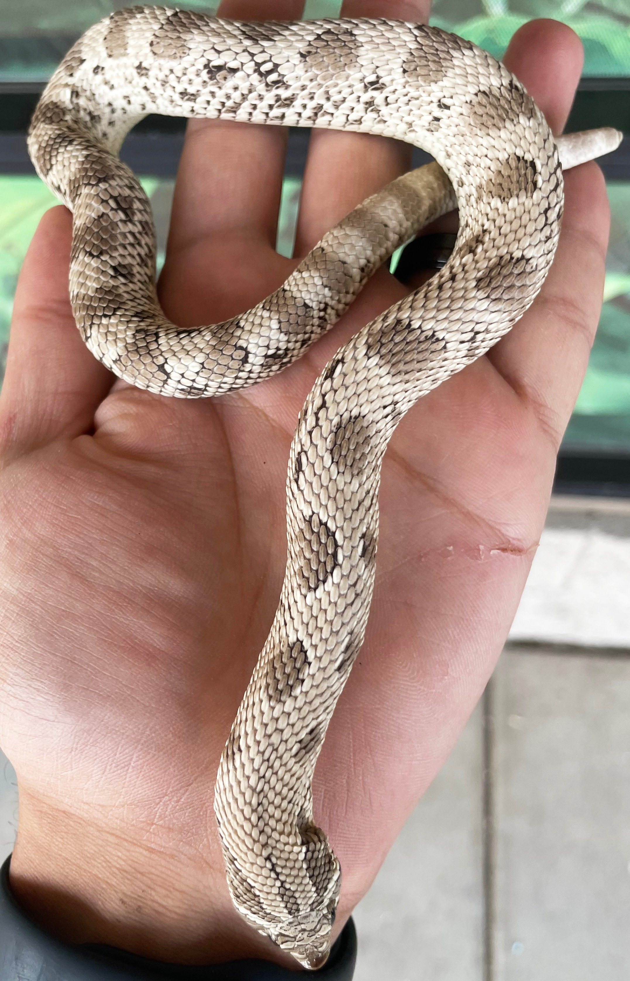 Adult Axanthic Anaconda Western Hognose Snakes | LLLReptile