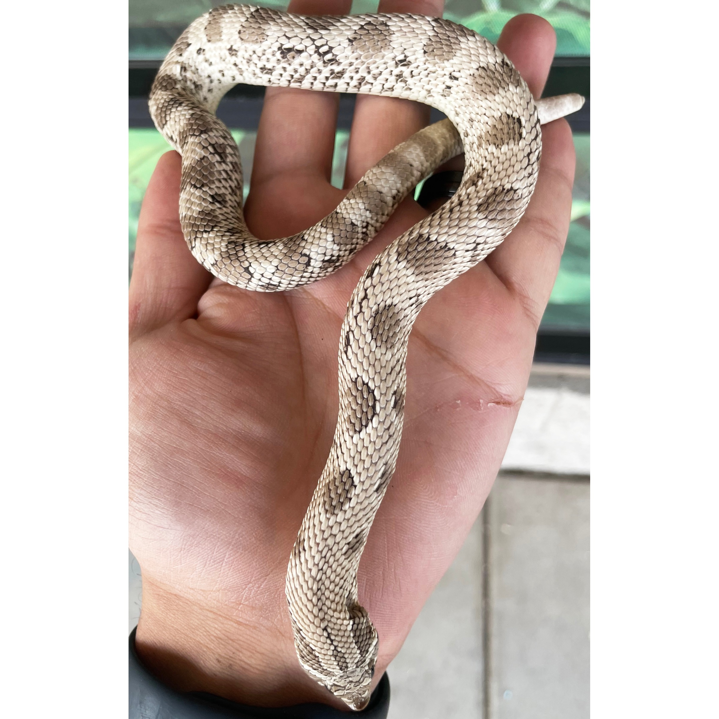 Adult Axanthic Anaconda Western Hognose Snakes For Sale | LLLReptile