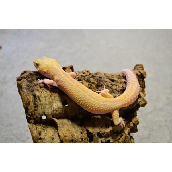 Yellow leopard gecko with pale orange spots perched on a rough brown log.