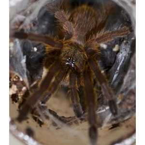 Brown hairy tarantula spider inside a dark, cylindrical tunnel.