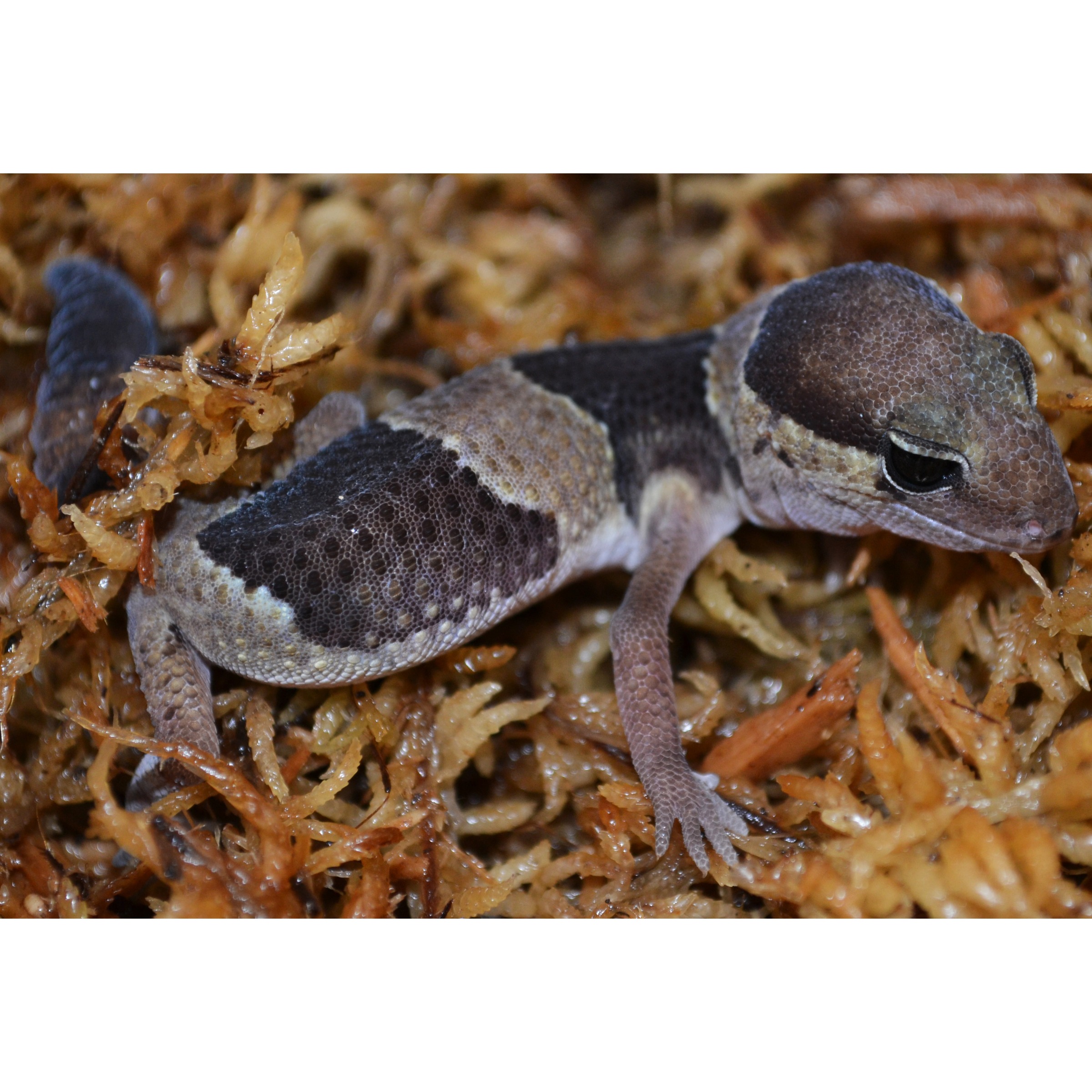 Young gecko with speckled, dark saddle markings resting on brown seaweed