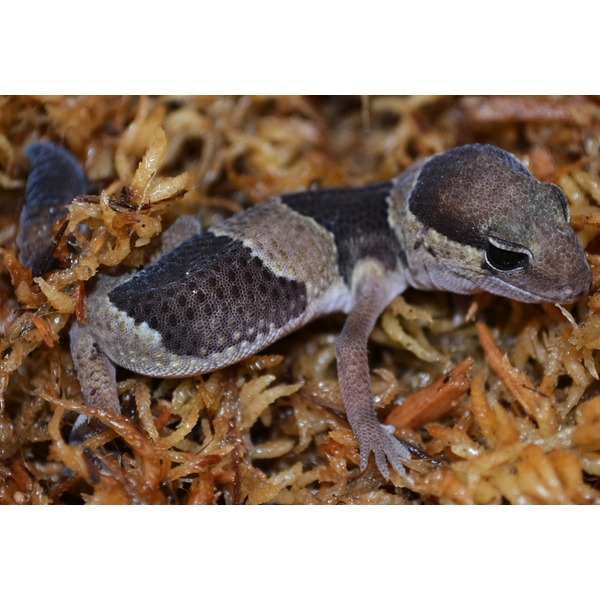 Young gecko with speckled, dark saddle markings resting on brown seaweed