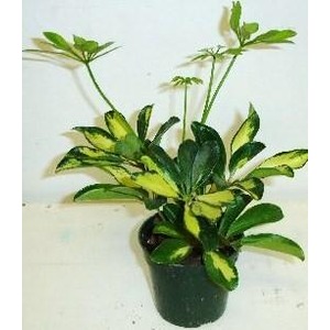 Potted variegated plant with green and yellow leaves and long slender stems.