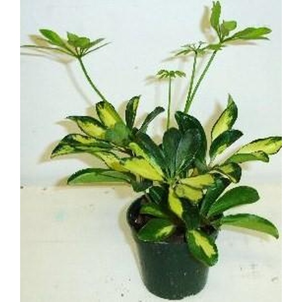 Potted variegated plant with green and yellow leaves and long slender stems.