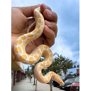 White and yellow patterned snake coiled in hand, with blurred street background and cloudy sky