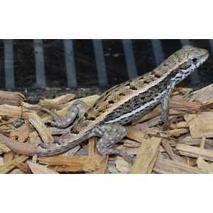 Mottled brown-gray lizard on wood chips, head to the right with a long curling tail.