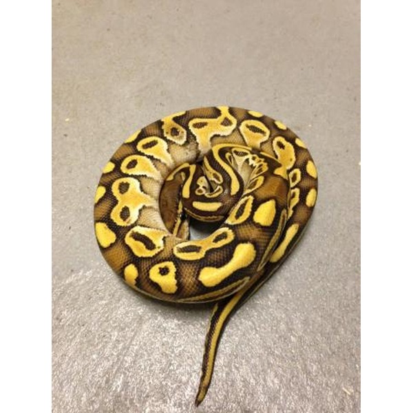 Coiled ball python with yellow and brown patches on a light floor.
