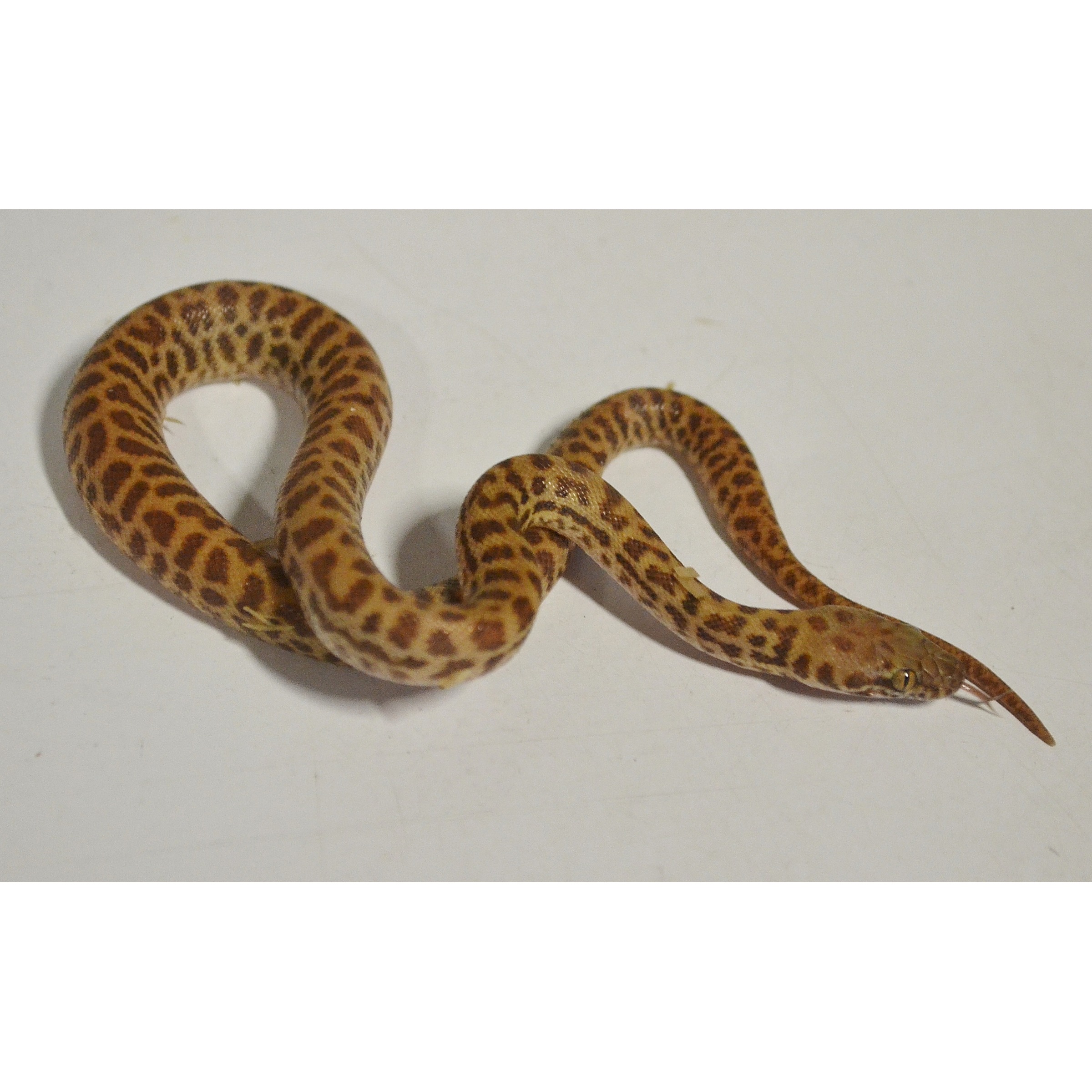 Leopard-patterned snake coiled on a white surface, head extended with forked tongue.