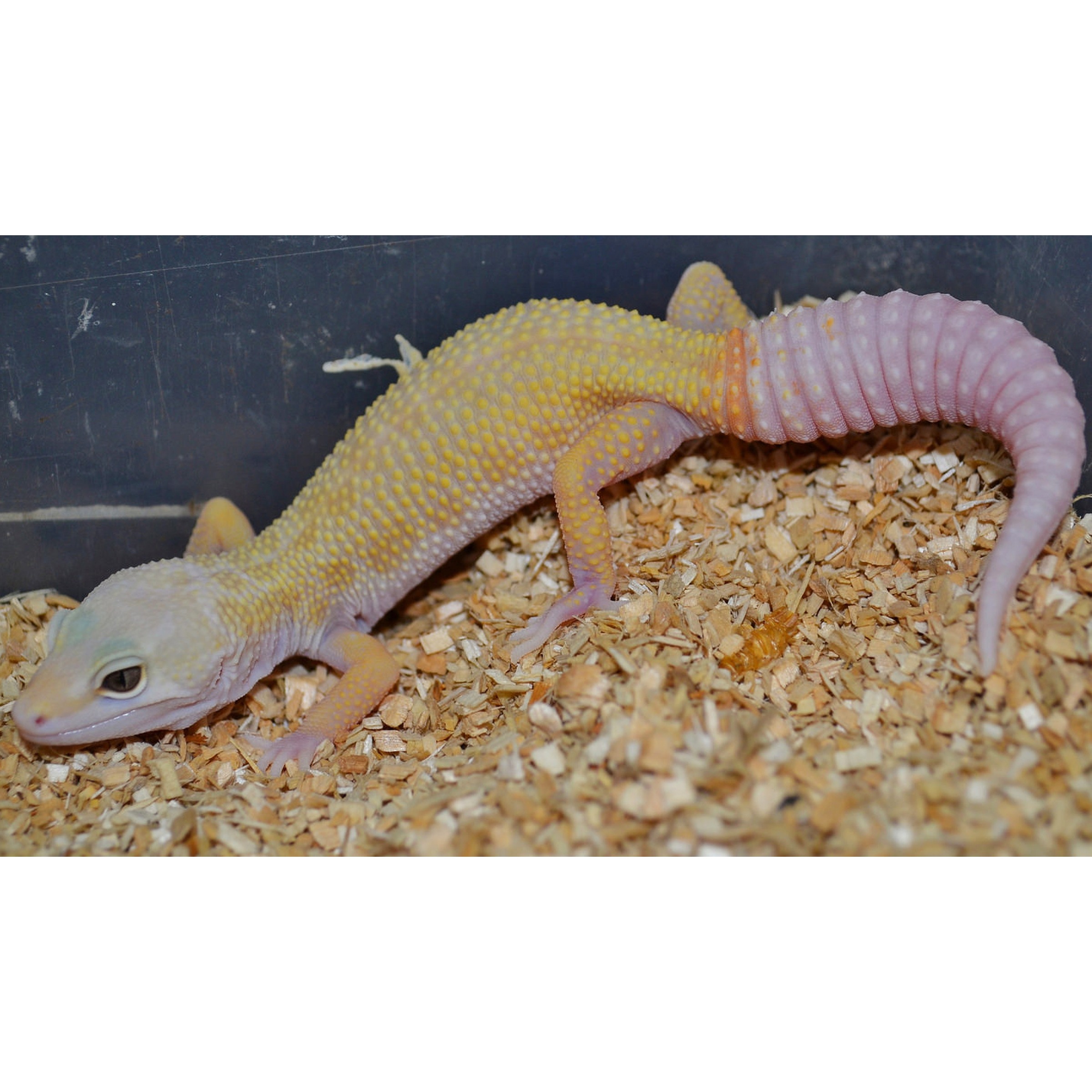 Leopard Gecko Morphs Rainwater Albino Patternless