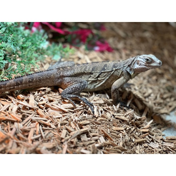 Brown lizard sprawled on wood mulch beside green shrubbery with pink flowers in the background.