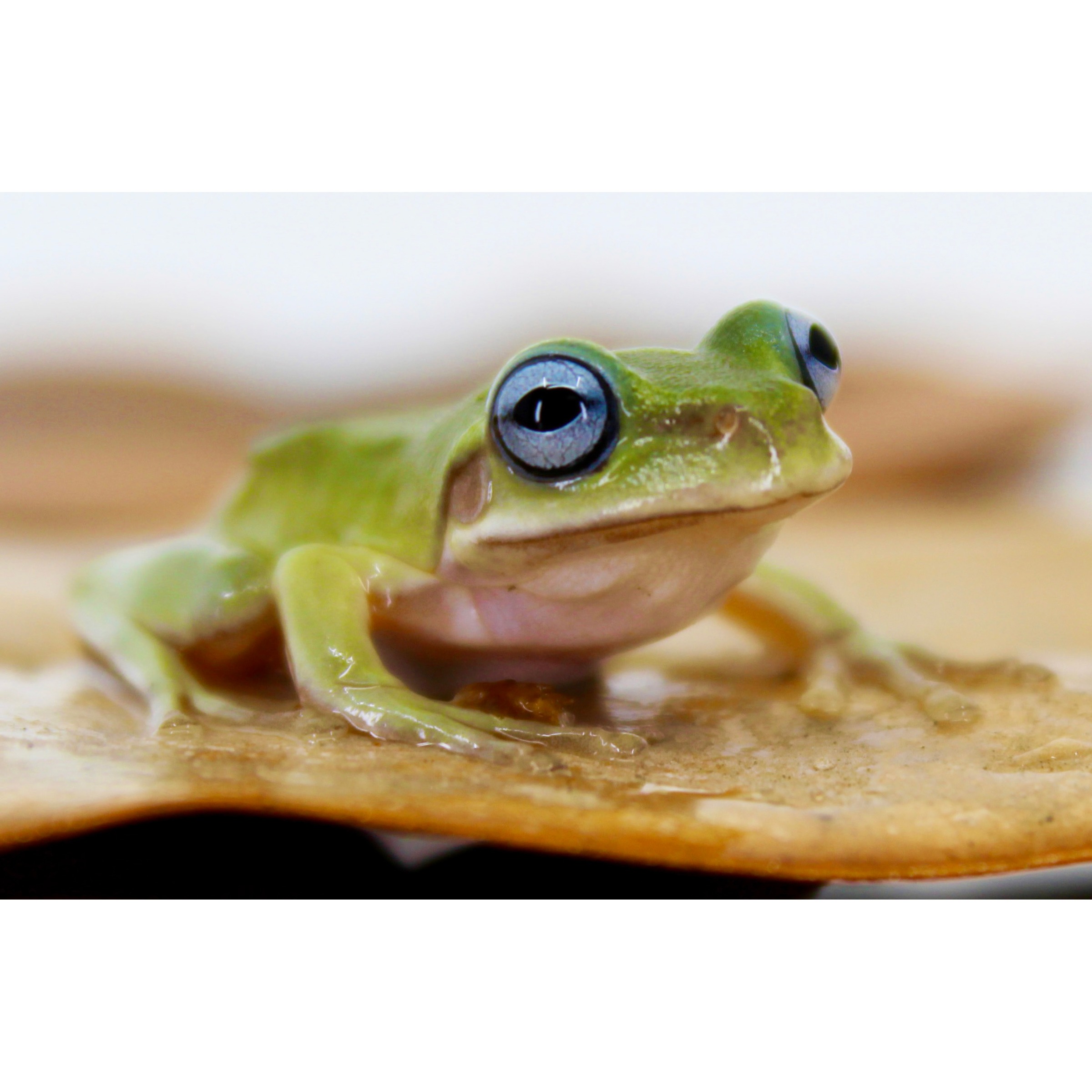 Close-up of a bright green frog with large blue eyes perched on a wet tan surface.