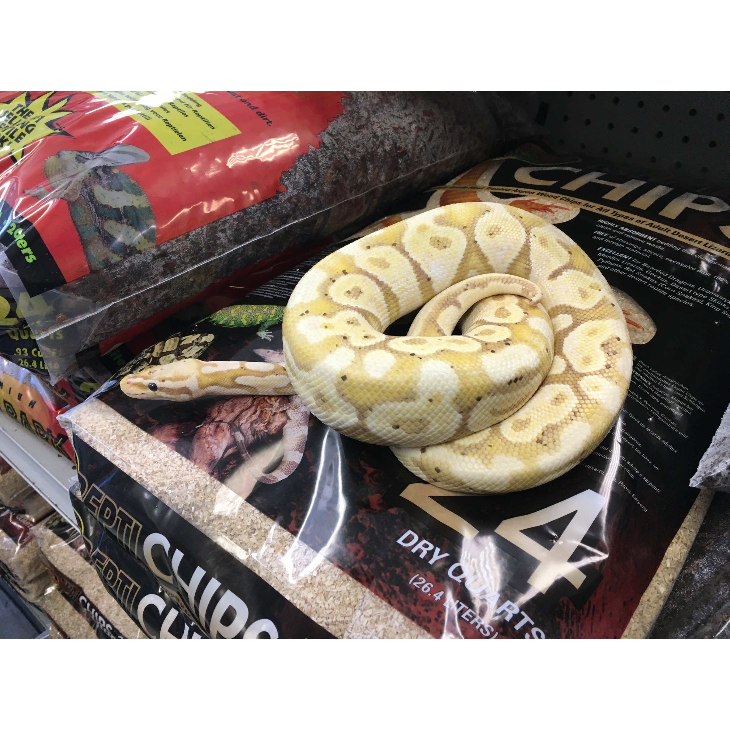 Cream-colored snake coiled on bags of mulch and wood chips.