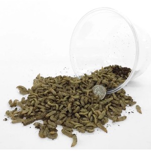 Pile of mealworms spilled from a clear cup onto a white surface, with a dime for scale.