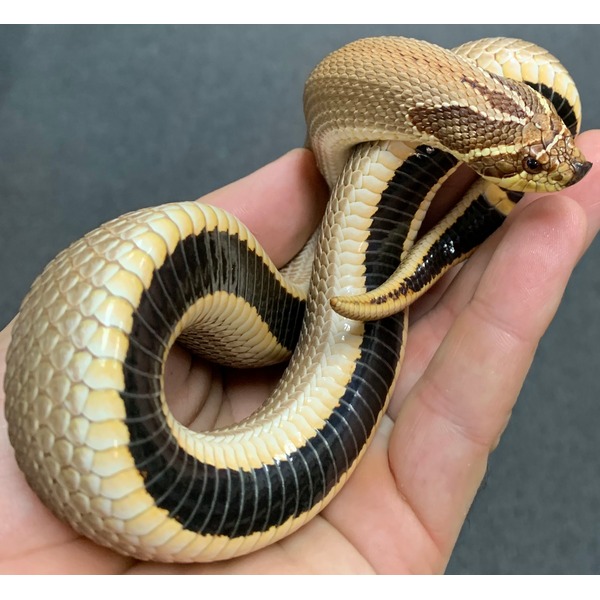 Adult Purple Line Super Anaconda Western Hognose Snakes | LLLReptile