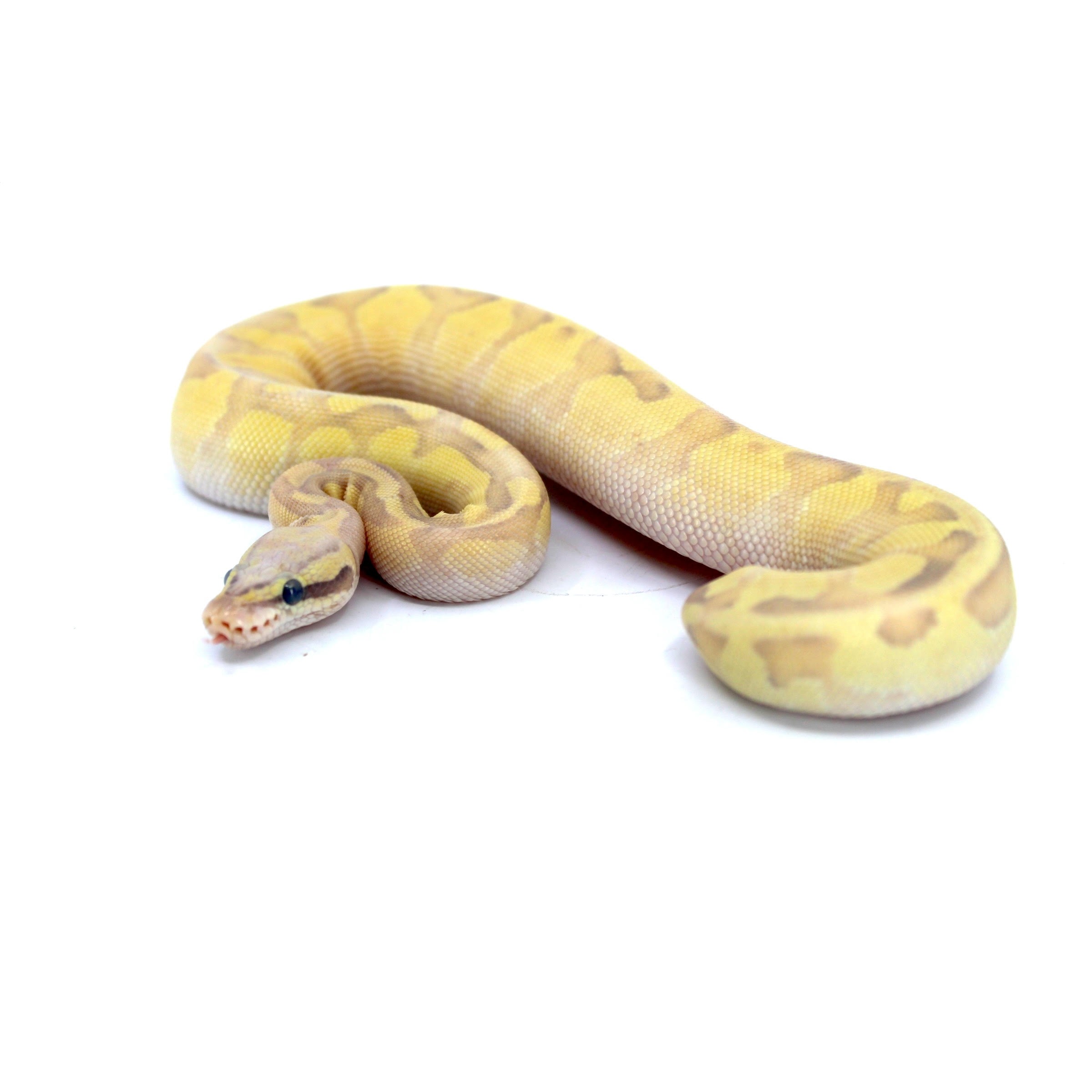 Pale yellow corn snake with tan markings coiled on a white background.