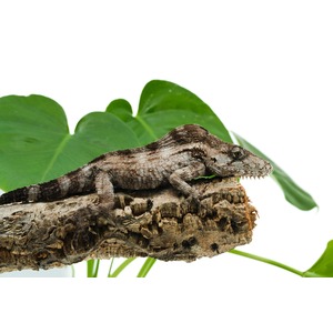 A scaly, textured brown lizard with sharp teeth rests on rough bark, with green leaves behind.