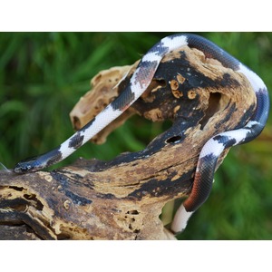Snake with black, white, and red-brown banding draped over a weathered piece of wood.