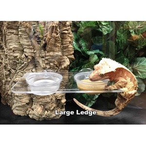 Crested gecko on a clear ledge with water and food bowls, beside a textured tree trunk and green plants.