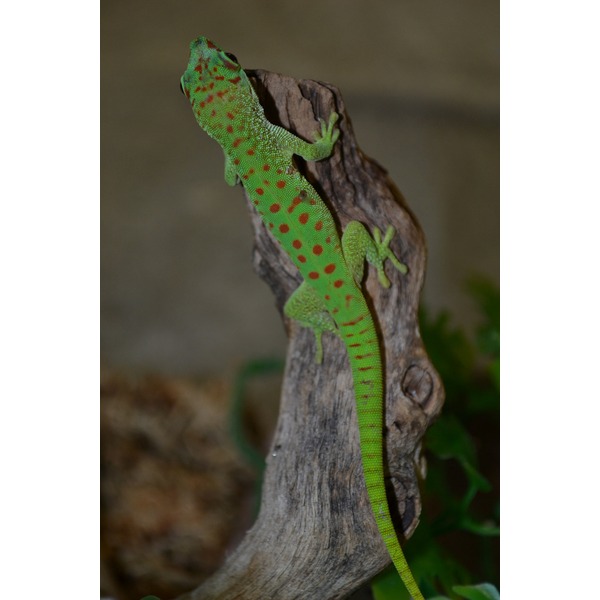 Green gecko with red spots climbing a weathered log
