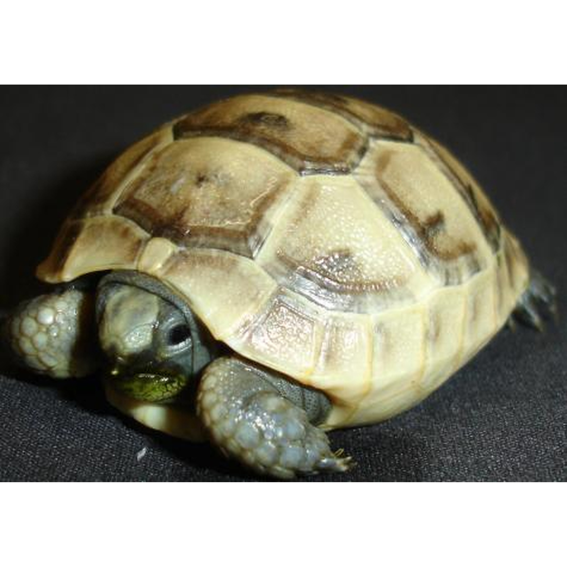 Close-up of a small tortoise with a tan-brown patterned shell and gray-green head on a dark surface.