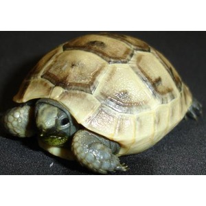 Close-up of a small tortoise with a tan-brown patterned shell and gray-green head on a dark surface.