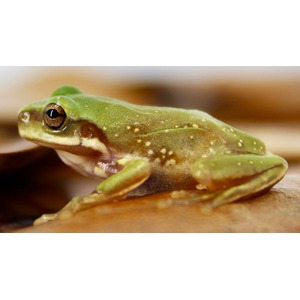 Close-up of a green frog with speckled skin and a large brown eye resting on a wooden surface.