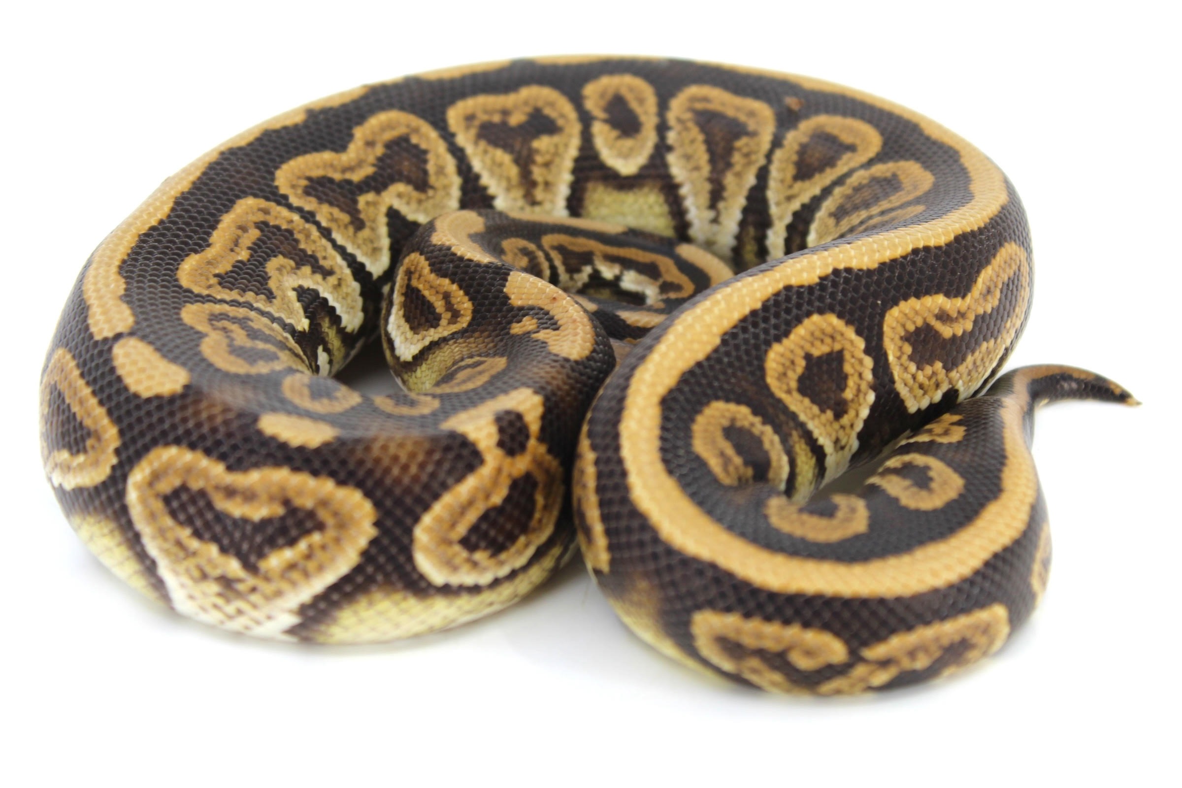 Sub Adult Black Pastel Ball Pythons | LLLReptile