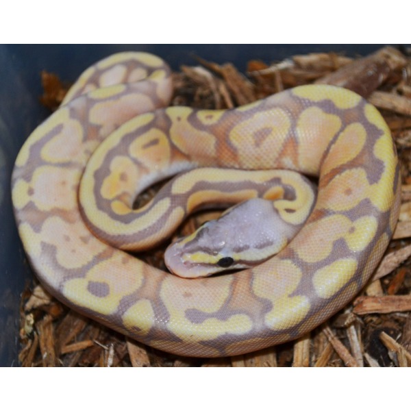 Baby Banana Super Pastel Ball Pythons | LLLReptile
