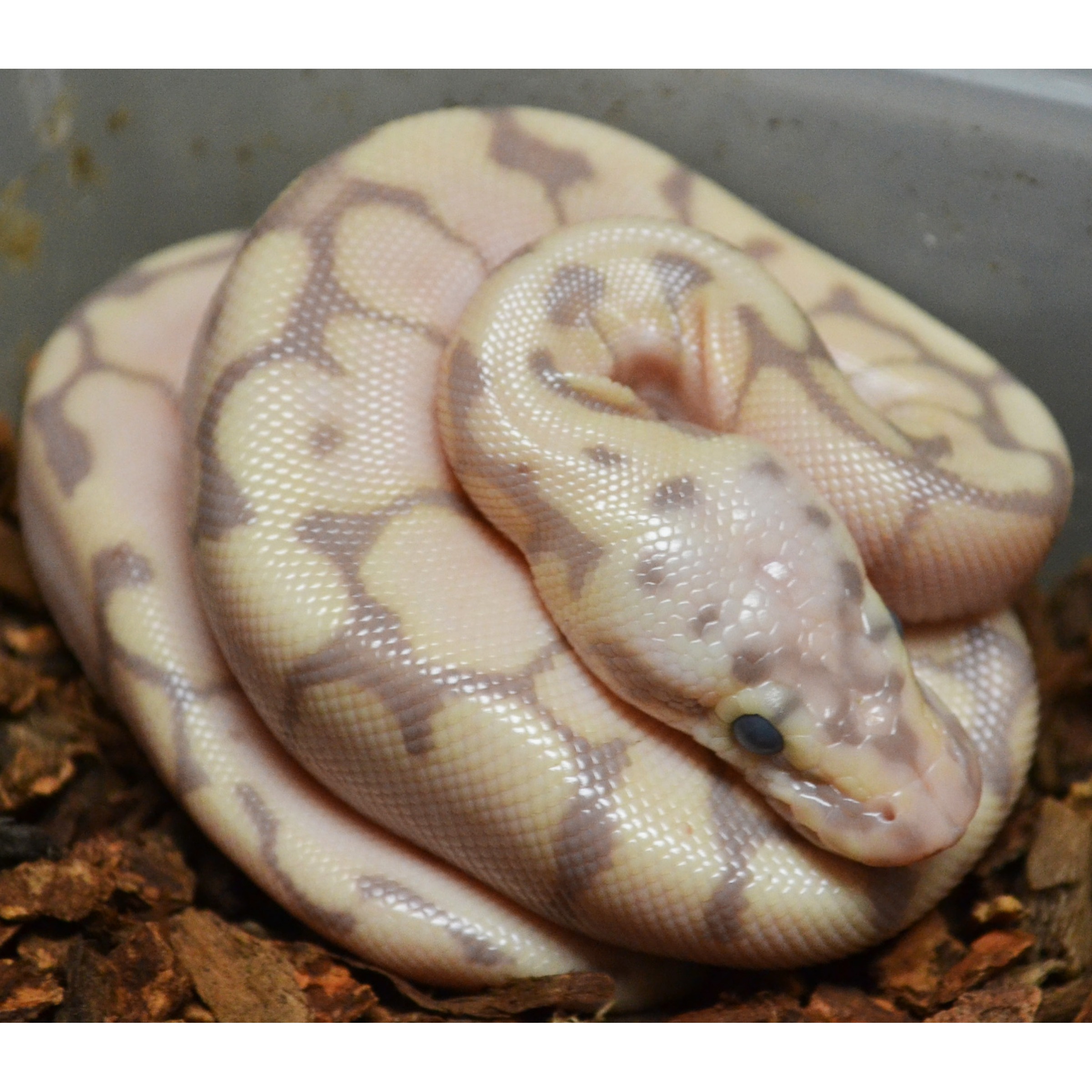 Coiled pastel yellow and gray-patterned ball python with smooth scales, head resting on body.