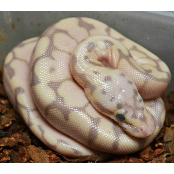 Coiled pastel yellow and gray-patterned ball python with smooth scales, head resting on body.
