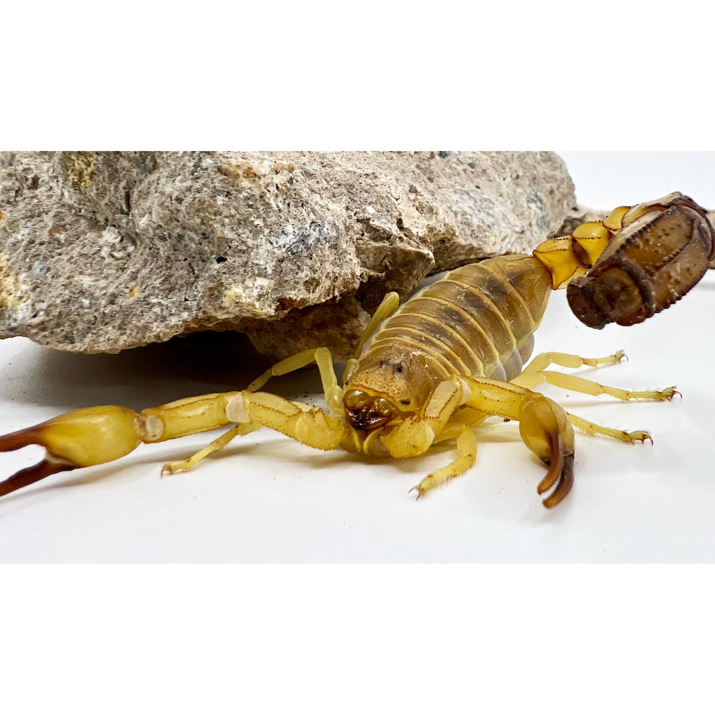 African Fat Tail Scorpions (australis) | LLLReptile