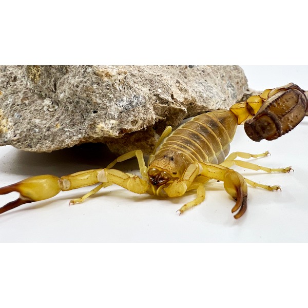 African Fat Tail Scorpions (australis) For Sale | LLLReptile