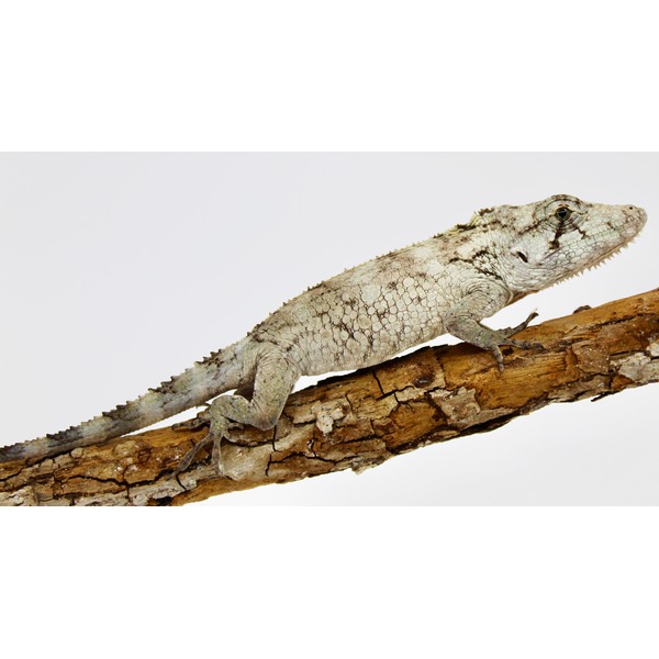 Pale, textured lizard perched on a rough, cracked brown branch.