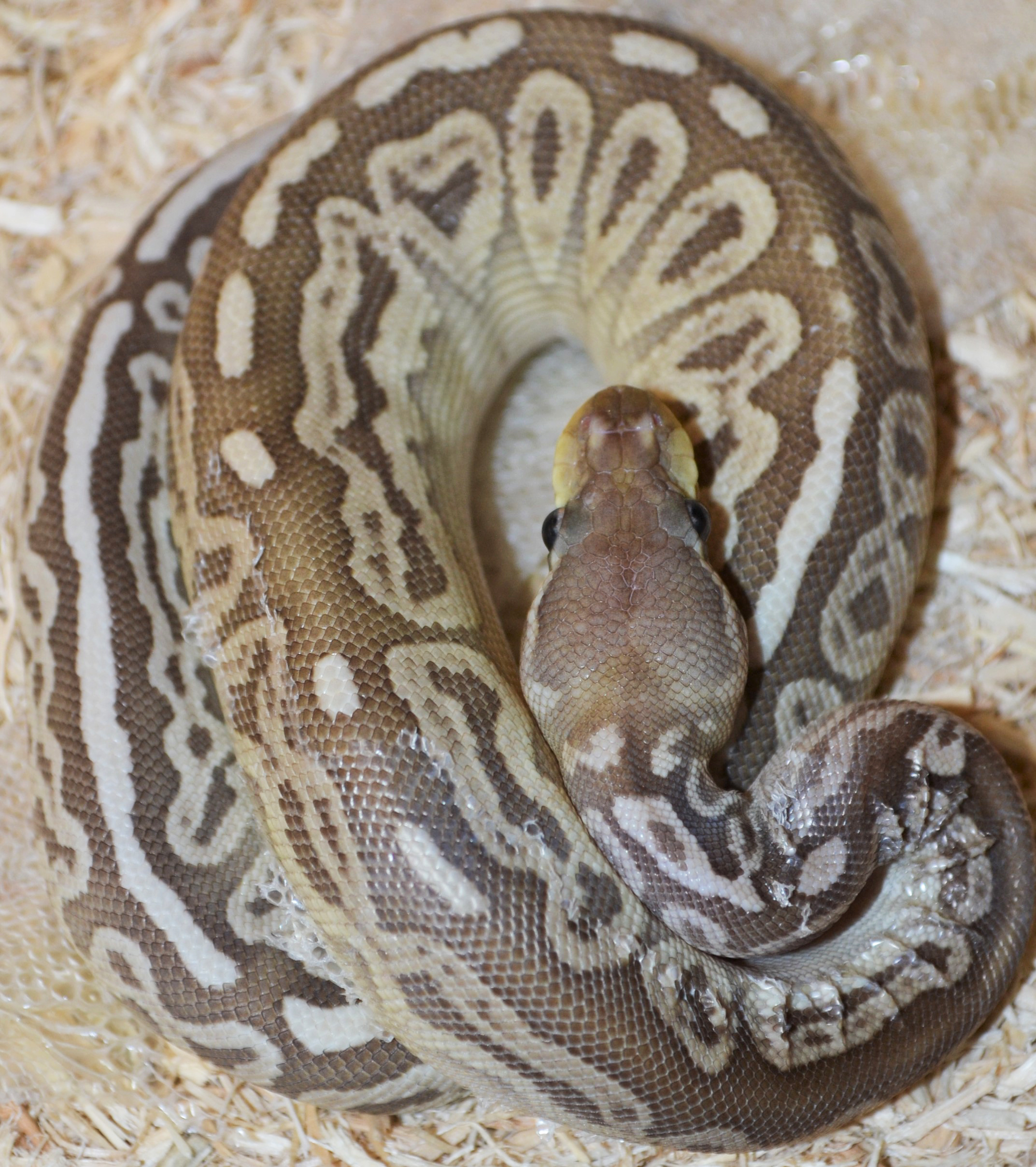 Coiled ball python with brown and tan pattern, head at center, on wood shavings.