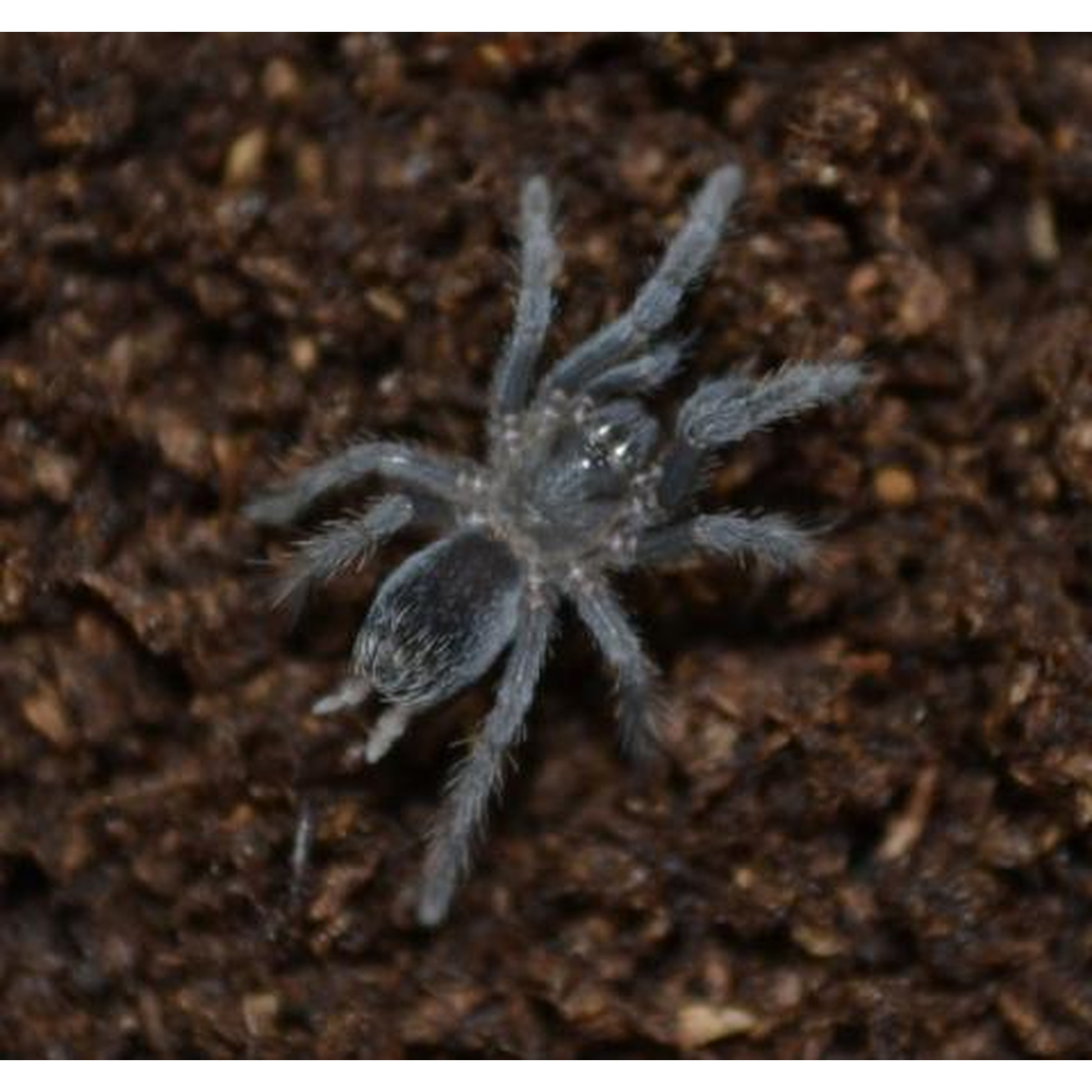 Blue-gray tarantula with fluffy legs on dark brown soil.