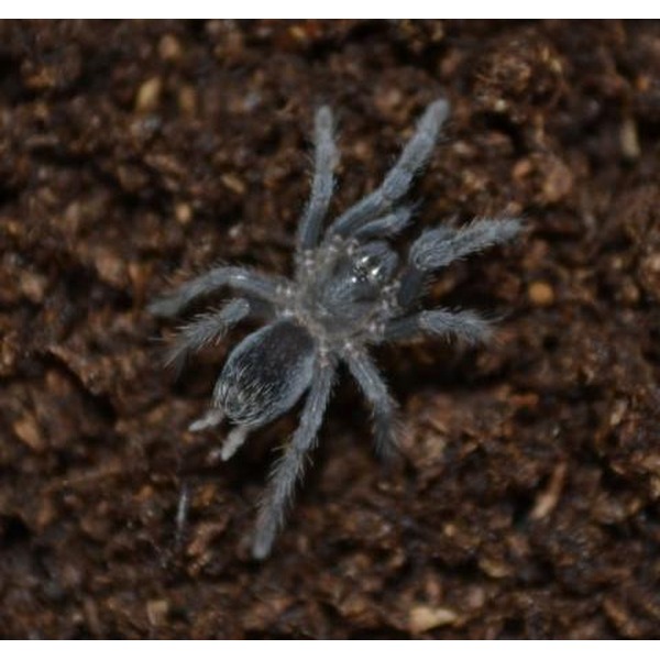 Blue-gray tarantula with fluffy legs on dark brown soil.