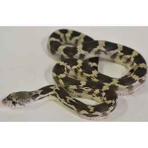 A small patterned snake with dark brown and cream bands coiled on a white surface.