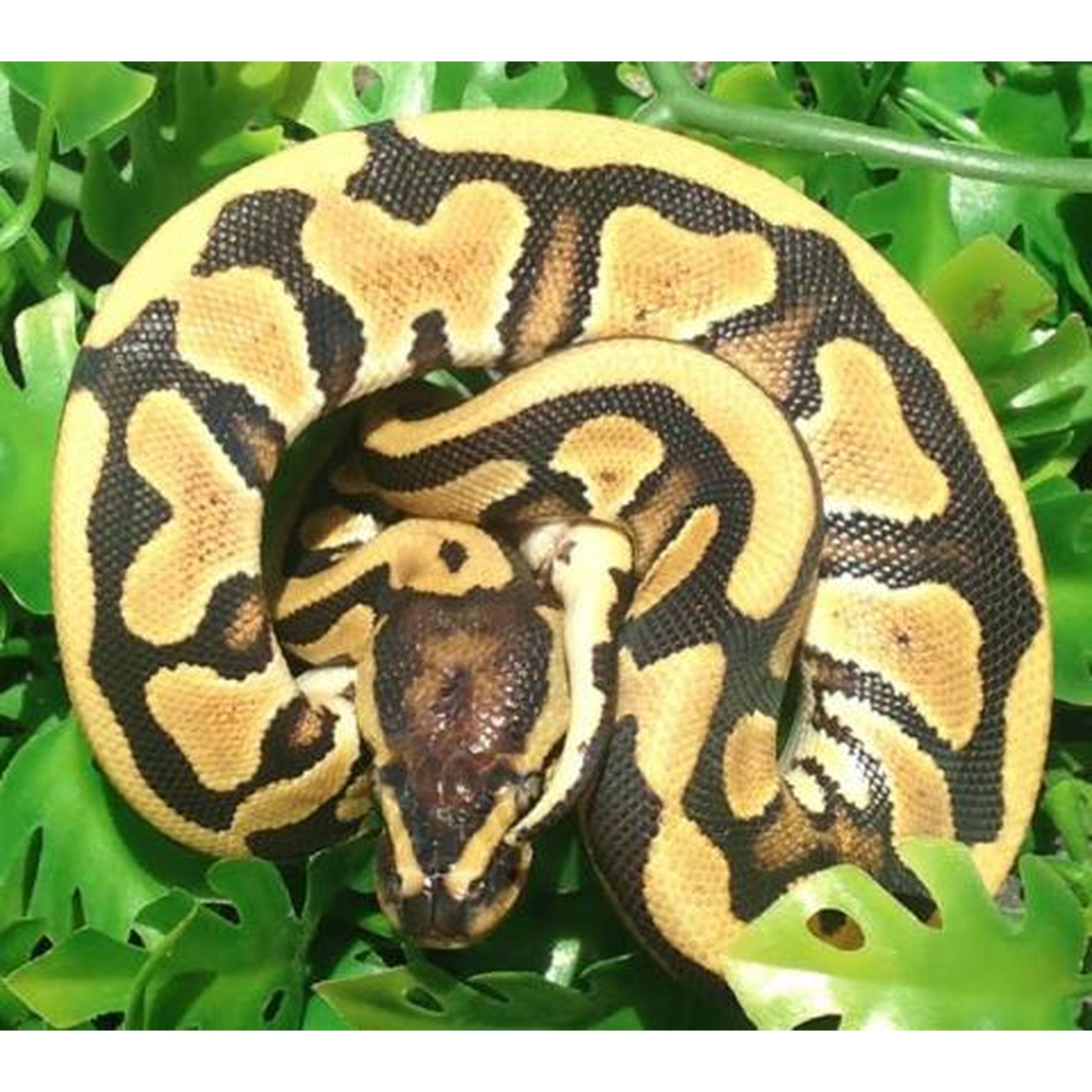 Coiled ball python with yellow-brown and black pattern resting on green leaves.