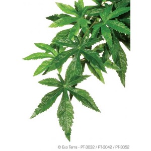 Close-up of green, palmately compound leaves with serrated edges on a white background.