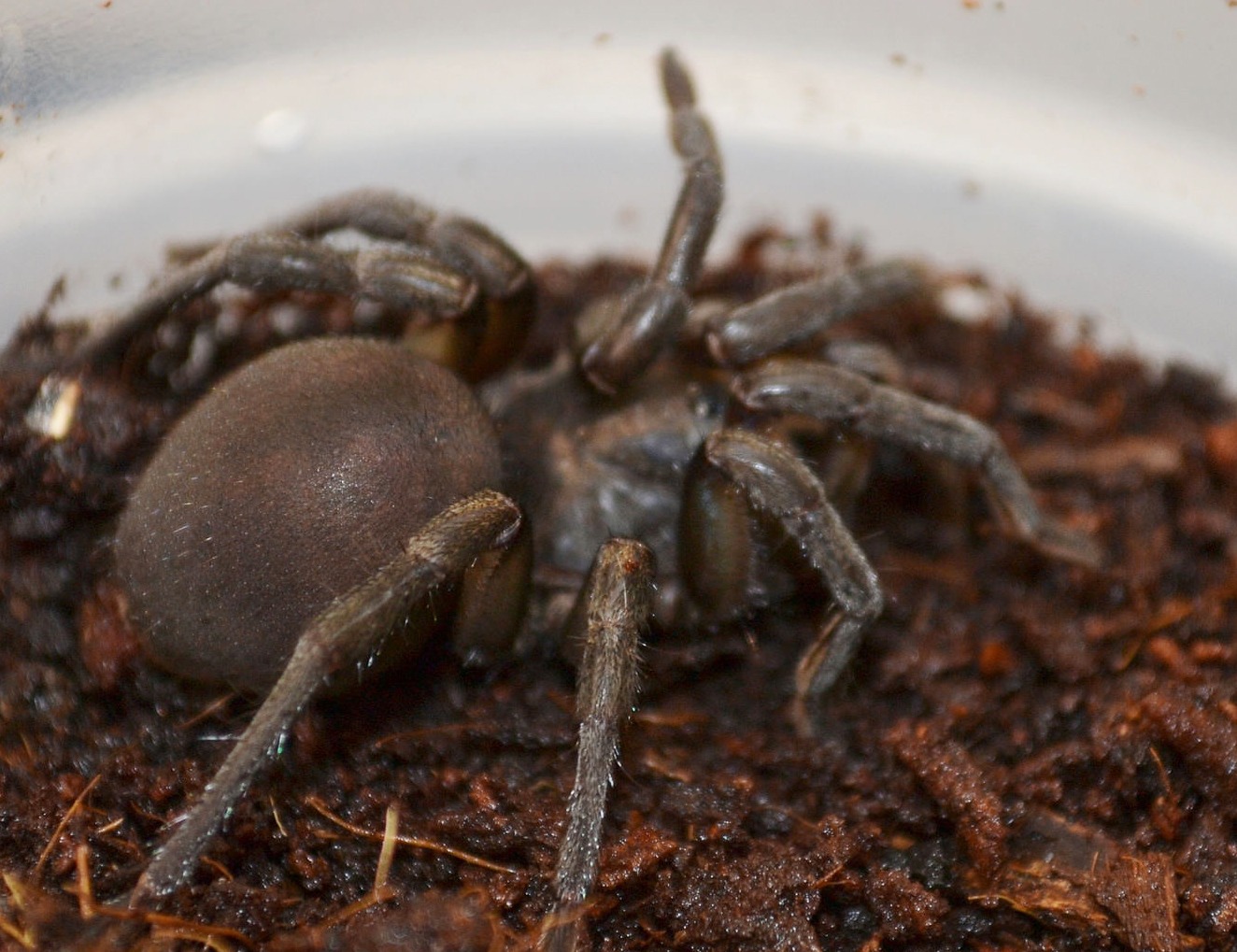 African Grey Trap Door Spiders | LLLReptile