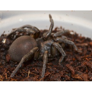 Dark brown tarantula with a large rounded abdomen and long hairy legs on moist soil.