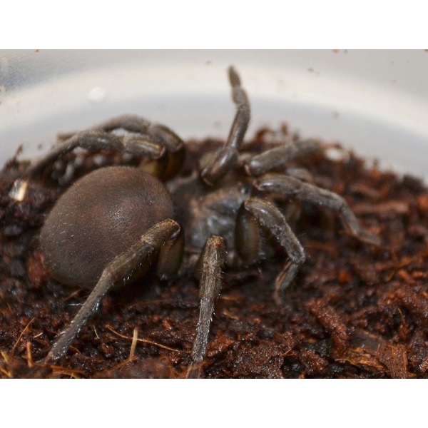 その他 Arniegrape African Grey Trap Door Spiders | LLLReptile