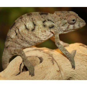 Gray chameleon with dark irregular bands perched on a textured light-brown log.
