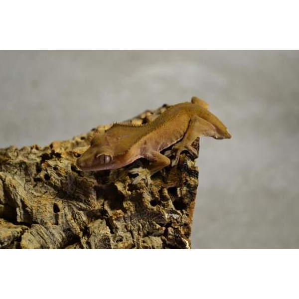 Two brown geckos resting on a rugged rock surface