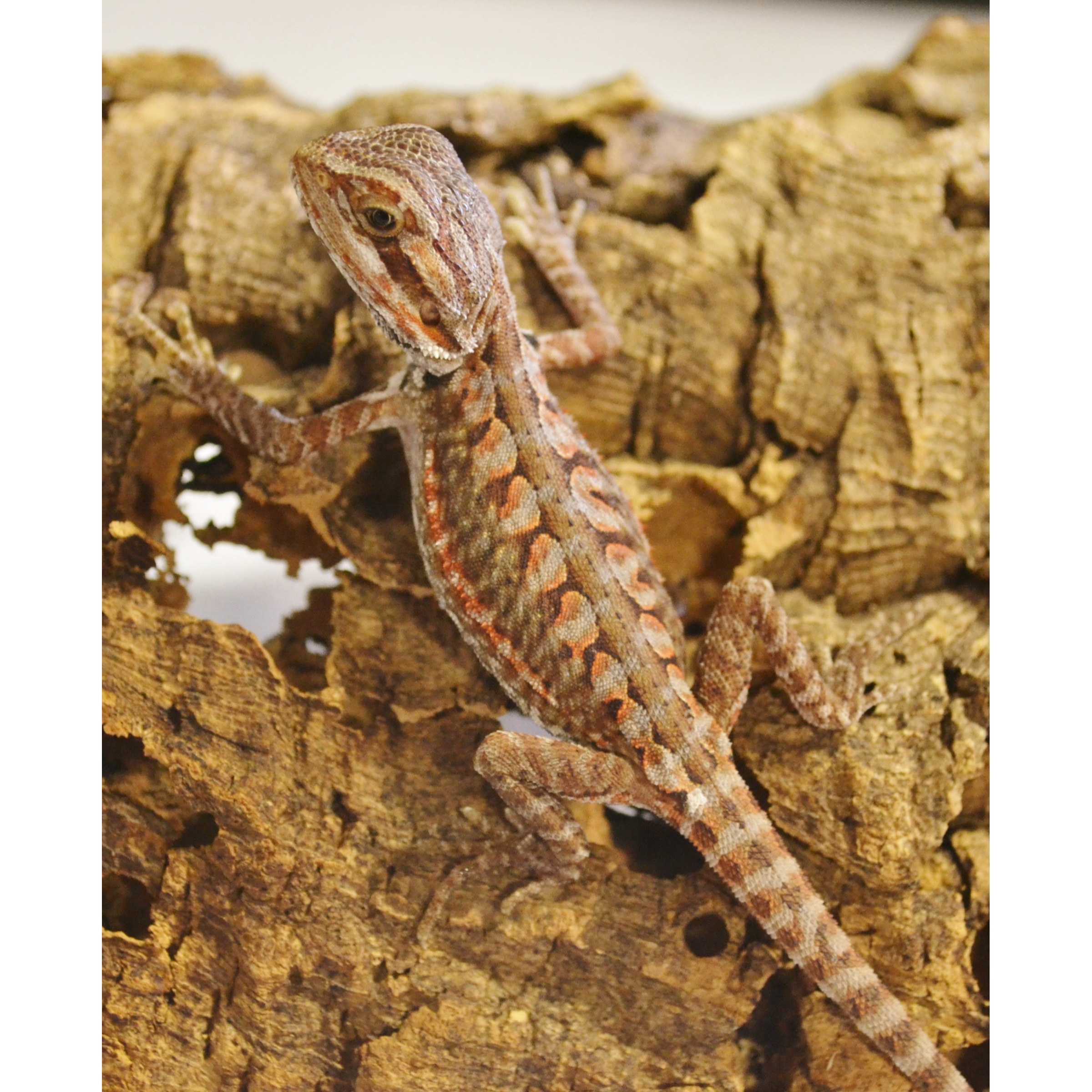 Bearded dragon perched on textured bark, gripping cork with brown, orange, and beige scales.